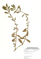 藏品(滿天星)的圖片